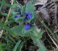 Ajuga genevensis