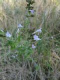 Clinopodium nepeta