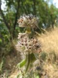 Clinopodium vulgare