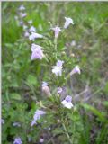 Clinopodium nepeta