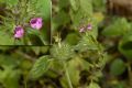 Clinopodium vulgare