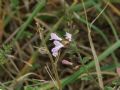 Clinopodium nepeta