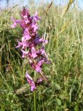 Betonica officinalis