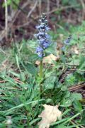 Ajuga reptans