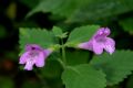 Clinopodium grandiflorum