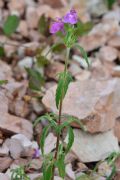 Galeopsis angustifolia