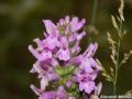 Betonica officinalis