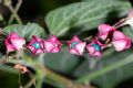 Clerodendrum trichotomum