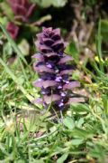 Ajuga pyramidalis