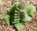 Ajuga pyramidalis