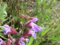 Salvia officinalis