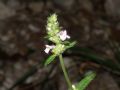 Betonica officinalis