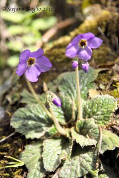 Gesneriaceae