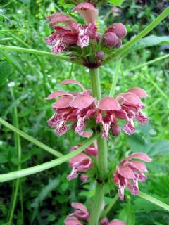 Lamiaceae