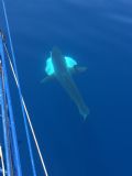 Isurus oxyrinchus