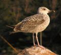 Larus argentatus