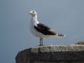 Larus marinus