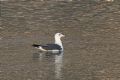 Larus fuscus