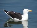 Larus marinus