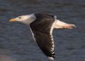 Larus marinus