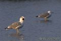 Larus michahellis