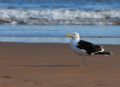 Larus marinus