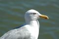 Larus argentatus