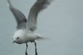 Larus canus