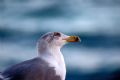 larus fuscus graellssii