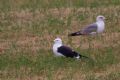 Larus fuscus