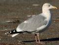 Larus argentatus