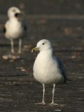 Larus cachinnans