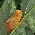 Lasiocampa (Lasiocampa) quercus