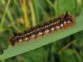 Euthrix potatoria