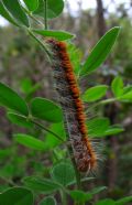 Lasiocampa quercus