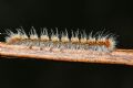 Lasiocampa quercus