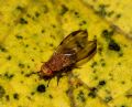 Minettia inusta