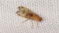 Meiosimyza decempunctata
