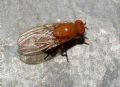 Minettia sp.