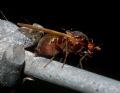 Calliopum sp.