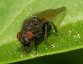 Minettia longipennis
