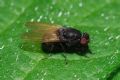 Minettia longipennis (cfr.)