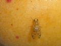 Homoneura sp.