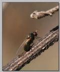 Calliopum sp.