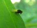 Minettia longipennis