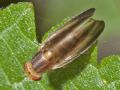 Peplomyza sp.