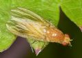 Tricholauxania praeusta