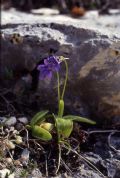 Pinguicula fiorii