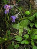 Pinguicula vallis-regiae