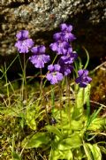 Pinguicula grandiflora